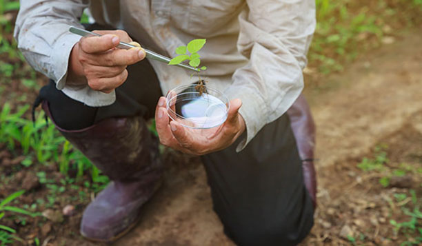 Person holding a plant over a petri dish
