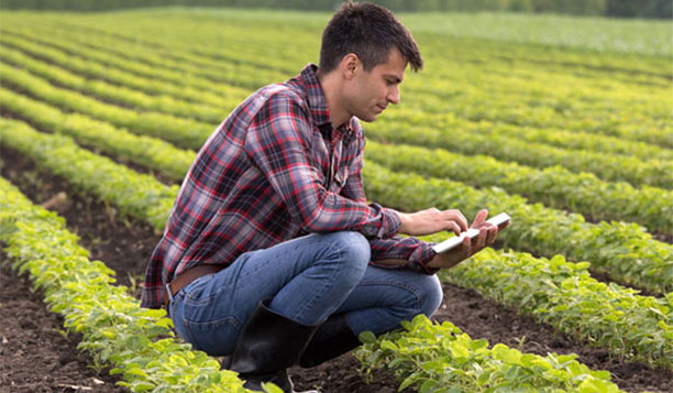 Person working in a crop field with a tablet