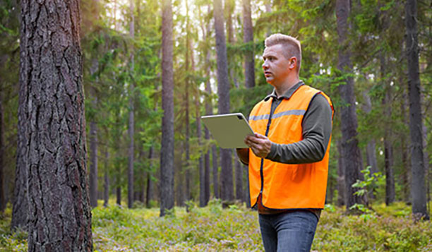 Person in the forest with a tablet